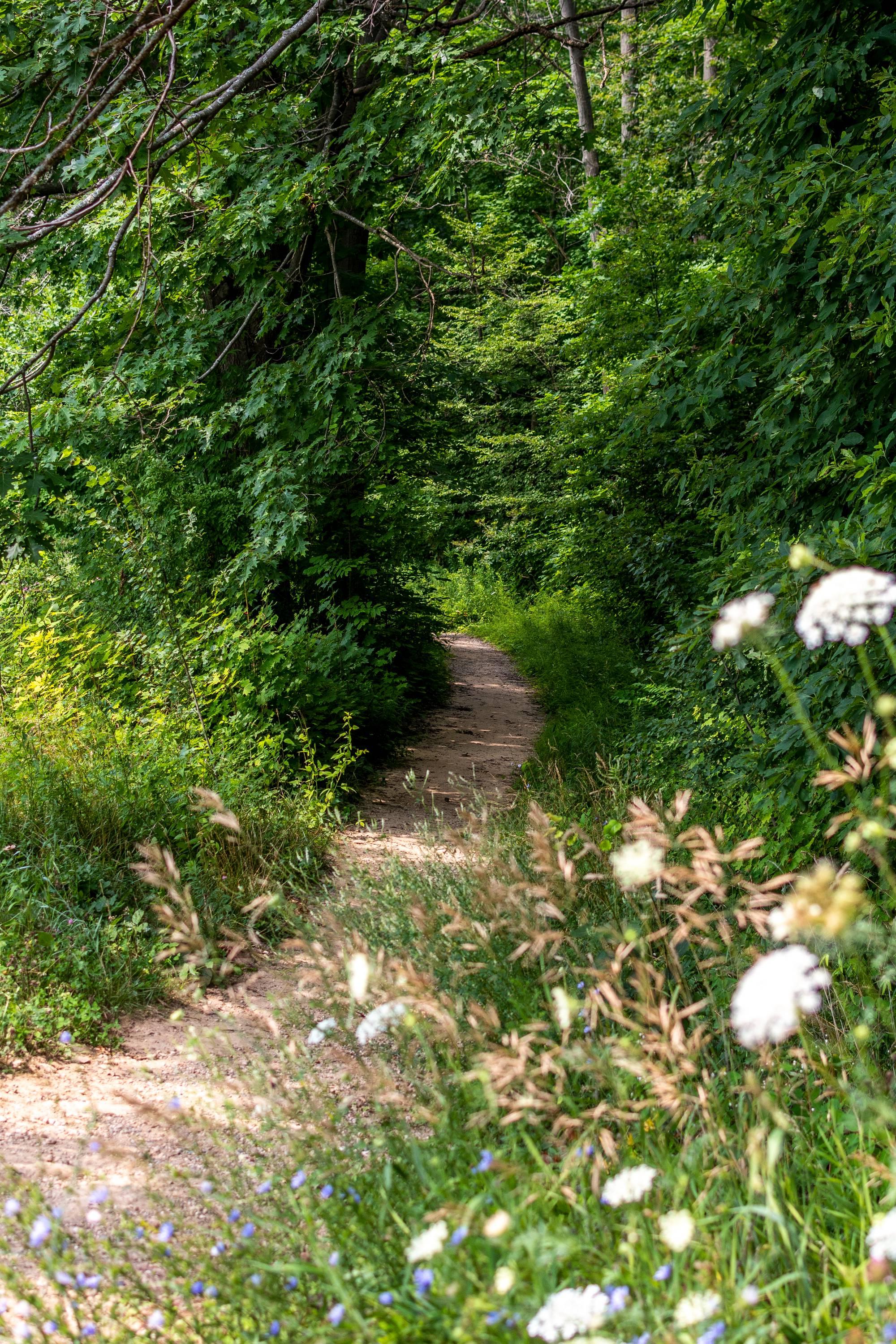 Dirt trail through the woods, flowers in the forefront